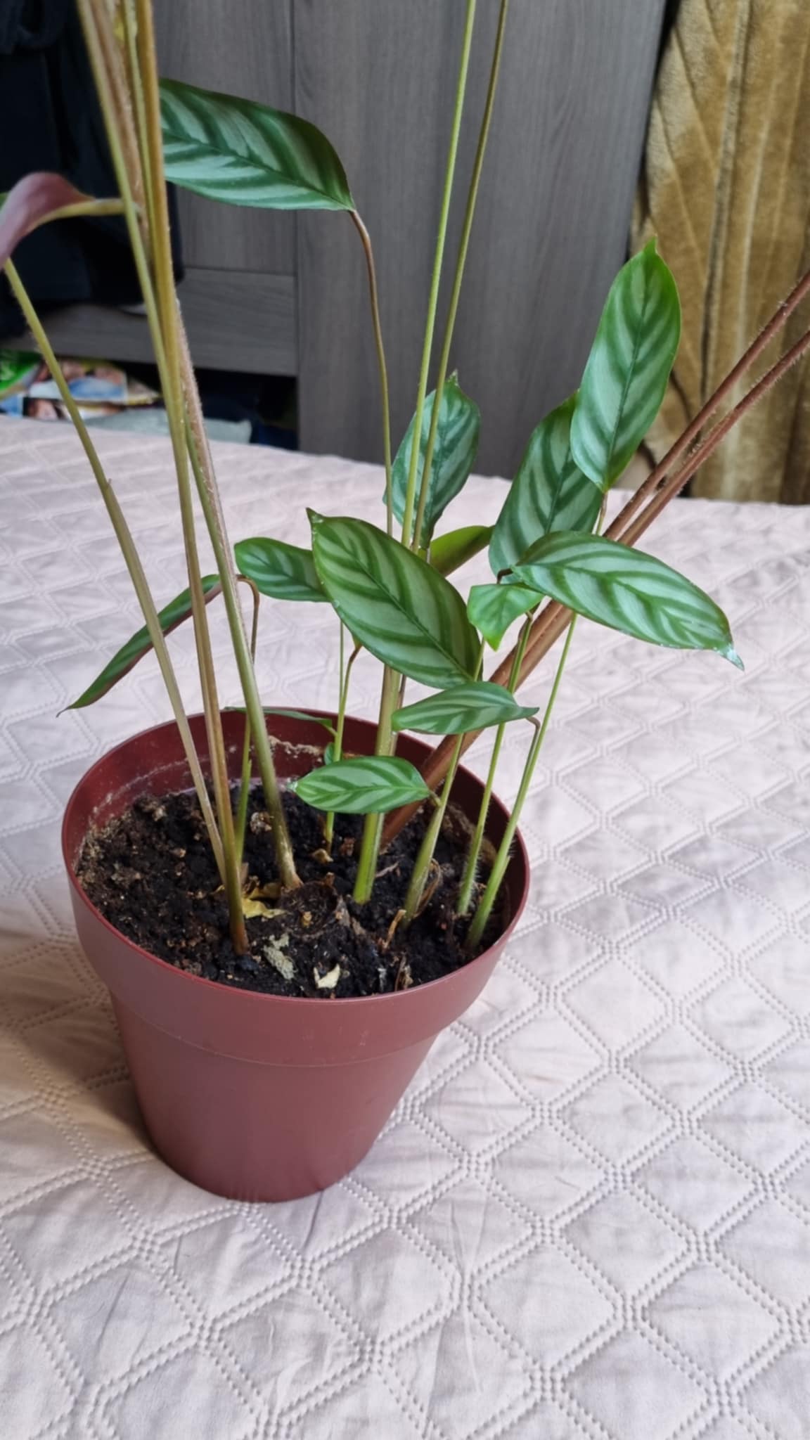 Never Never Plant